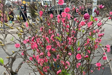 Để hoa đào nở đúng Tết: Nghệ thuật canh hoa của người trồng đào Việt