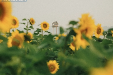 Thời tiết ngày 14/3: Miền Bắc sương mù, Trung Bộ tiếp tục mưa diện rộng