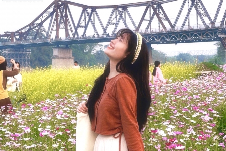 Đắm chìm trong vẻ đẹp rực rỡ của vườn hoa cúc bướm dưới chân cầu Long Biên