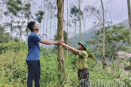 Phú Thọ có hơn 60 nghìn ha rừng đạt chứng chỉ quản lý rừng bền vững