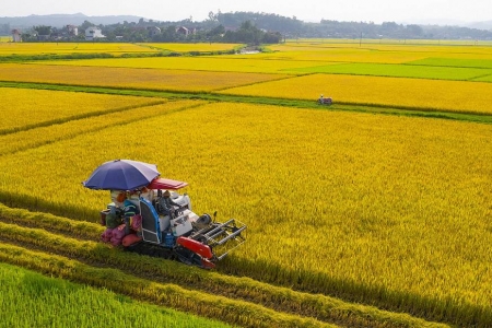Năm 2026, Việt Nam dự kiến xuất khẩu khoảng 7,73 triệu tấn gạo