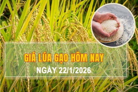 Giá lúa gạo hôm nay 22/1: Gạo nguyên liệu xuất khẩu tiếp đà tăng