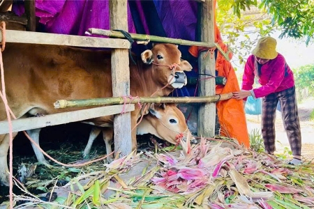 Bắc Ninh: Chủ động phòng, chống rét đậm, rét hại cho cây trồng, vật nuôi