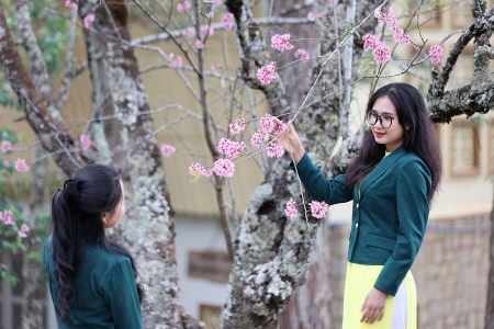 Lâm Đồng: Khai mạc chương trình “Hoa mai anh đào chắp cánh thương hiệu Đà Lạt”