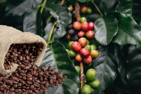 Giá cà phê neo cao, xuất khẩu mang về gần 29 triệu USD/ngày