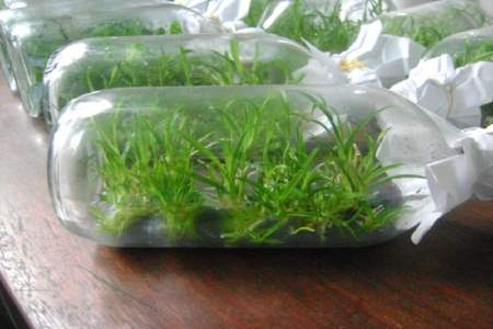 Đẩy mạnh nghiên cứu khoa học – Chìa khóa cho bảo tồn và phát triển bền vững dược liệu