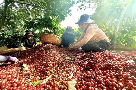 Logistics Tây Nguyên: “nút thắt” vô hình kìm hãm giá trị nông sản