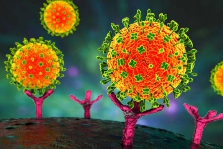 Vì sao đến nay virus Nipah vẫn chưa có vaccine?  