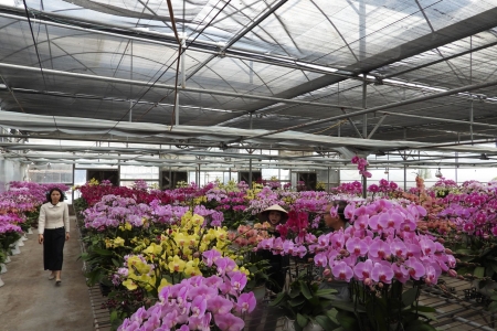 Quảng Ninh: Nâng tầm thương hiệu hoa Hoành Bồ nhờ ứng dụng công nghệ cao