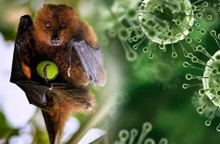 Virus Nipah tái xuất tại Ấn Độ: Chuyên gia khẳng định nguy cơ với Việt Nam hiện ở mức thấp