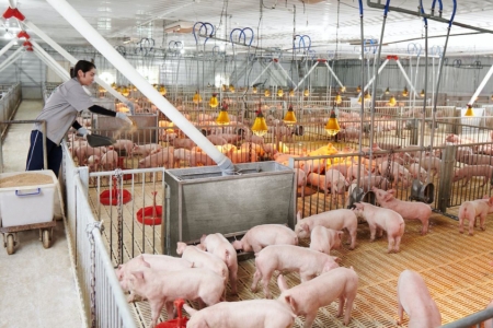 Năm 2025, sản lượng heo Chăn nuôi Hòa Phát vượt 660.000 con