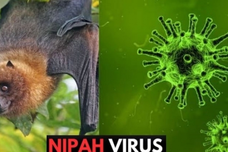 Bộ Y tế ra công văn hỏa tốc yêu cầu siết chặt phòng, chống dịch do virus Nipah