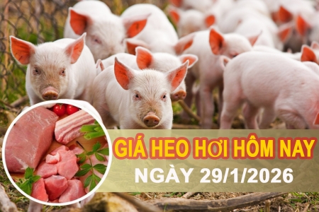 Giá heo hơi hôm nay 29/1: Chững lại, một số nơi giảm nhẹ 1.000 đồng/kg