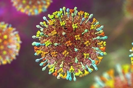 Tây Ninh tăng cường giám sát, phòng chống dịch bệnh do vi rút Nipah