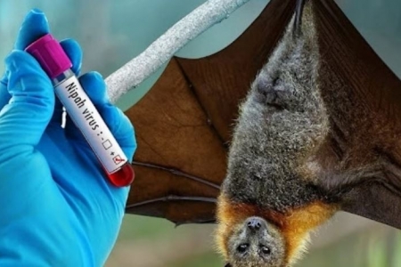 TP. HCM đẩy mạnh giám sát y tế phòng bệnh do virus Nipah