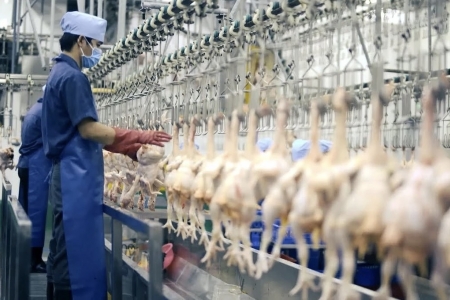 Tây Ninh tăng cường kiểm dịch, kiểm soát giết mổ động vật dịp Tết và Lễ hội Xuân 2026