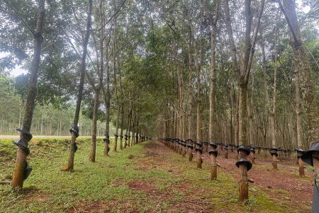 Giá cao su hôm nay 31/1: Thị trường lao dốc