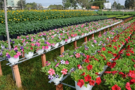 Thị trường hoa, cây cảnh Tết 2026: Ít phô trương, đậm dấu ấn cá nhân