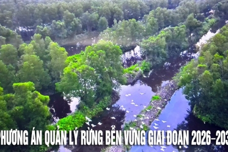 Cà Mau: Phê duyệt Phương án quản lý rừng bền vững tại rừng phòng hộ Đất Mũi