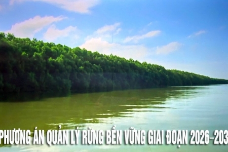 Cà Mau: Phê duyệt Phương án quản lý rừng bền vững đối với Ban Quản lý rừng phòng hộ Tam Giang