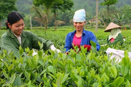 Thái Nguyên đẩy mạnh ứng dụng khoa học, công nghệ nâng cao giá trị ngành chè