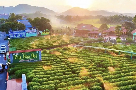 Tài sản trí tuệ – bệ đỡ để HTX nâng tầm sản phẩm trong chuỗi giá trị