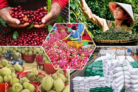 Nông sản Việt đổi trục phát triển: Từ chạy theo sản lượng đến chinh phục chất lượng
