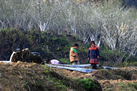 Về Lùng Phình say sắc trắng cao nguyên