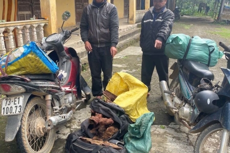 Quảng Trị: Bắt giữ vụ vận chuyển trái phép 35kg gỗ Mán Đỉa
