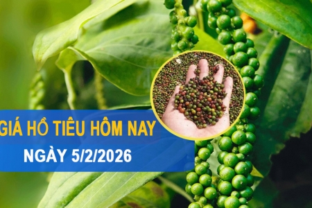 Giá tiêu hôm nay 5/2: Quay đầu giảm nhẹ