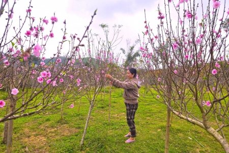 Đào nở sớm hàng loạt, nhà vườn thấp thỏm lo “mất Tết”