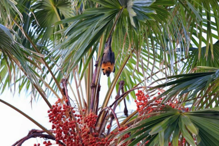 WHO xác nhận ca tử vong do virus Nipah tại Bangladesh và khuyến cáo về tập quán ăn uống