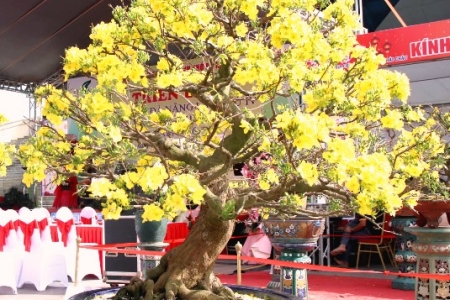 Những cội mai vàng khu vực miền Trung - Tây Nguyên khoe sắc