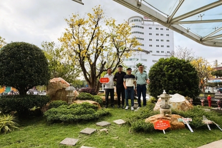 Xuân về, ngắm Hòang mai xứ Huế