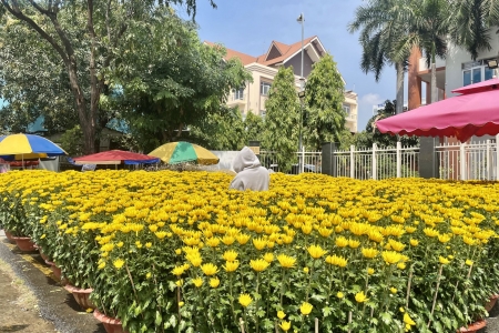 Thị trường hoa kiểng tại TP. HCM dịp cận Tết Nguyên đán Bính Ngọ 2026