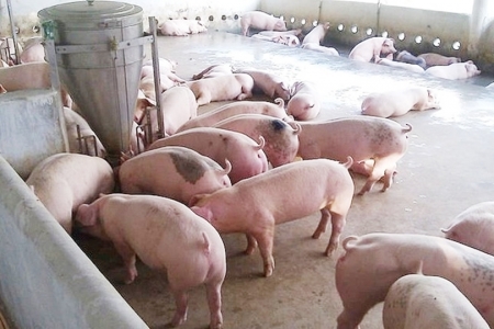 Giá heo hơi hôm nay 10/2: Tiếp tục giảm