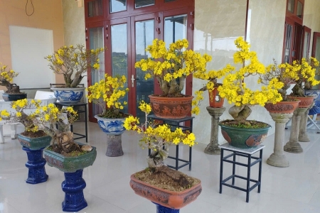 Lâm Đồng: Sắc xuân mai rừng – từ truyền thuyết đến đời sống