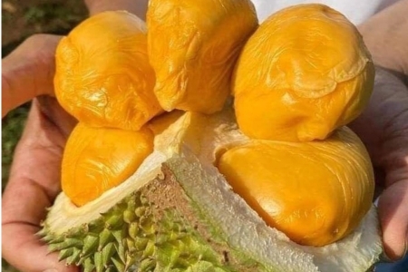 Giá sầu riêng hôm nay 11/2: Sầu Thái loại A ở mức 135.000 đồng/kg