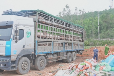 Kịp thời chặn xe chở hơn 15 tấn lợn nhiễm dịch tả lợn châu Phi qua địa bàn Nghệ An