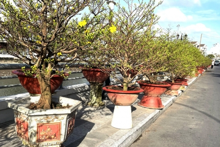 Mai vàng - sứ giả mùa xuân phương Nam