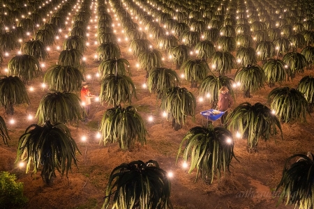 Giá thanh long sát Tết bất ngờ giảm mạnh, nông dân thấp thỏm đầu ra