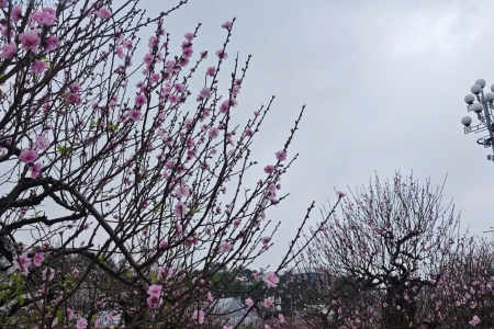 Thời tiết ngày 12/2: Miền Bắc và Bắc Trung Bộ se lạnh, xuất hiện sương mù rải rác