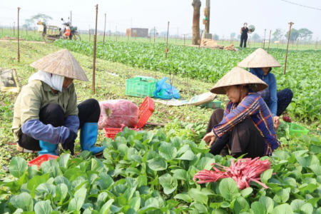 Tăng cường chỉ đạo sản xuất dịp Tết, bảo đảm gieo cấy lúa vụ Đông Xuân đúng khung thời vụ
