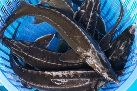 Cục Hải quan yêu cầu xử lý các tờ khai nhập khẩu cá tầm chưa được thông quan