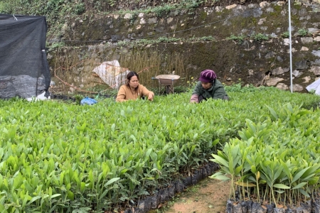 Cao Bằng phấn đấu trồng mới 130 ha rừng thay thế trong năm 2026