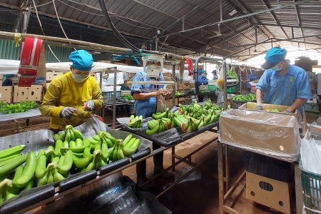 Trung Quốc nâng chuẩn kỹ thuật: Rau quả Việt trước thách thức tuân thủ mới năm 2026