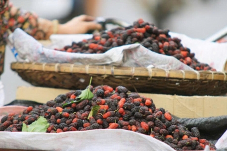 Lợi ích bất ngờ từ loại quả quen thuộc mang tên dâu tằm