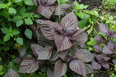 Loại rau thơm dân dã ở chợ Việt lại là vị thuốc quý tốt cho sức khỏe