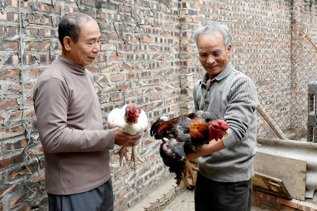 Bắc Ninh: Gìn giữ, bảo tồn nguồn gen giống gà tiến vua