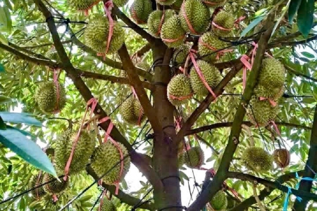 Giá sầu riêng hôm nay 20/2: Sầu riêng Musang bật tăng